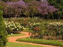 Walking through the Rose Garden.